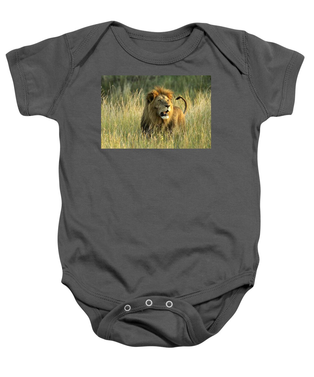 Lion Baby Onesie featuring the photograph King of the Savanna #4 by Michele Burgess