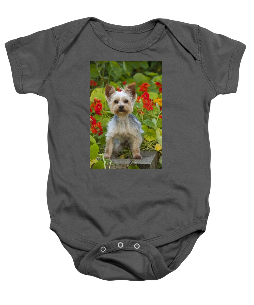 Dog Baby Onesie featuring the photograph Yorkshire Terrier #5 by John Daniels