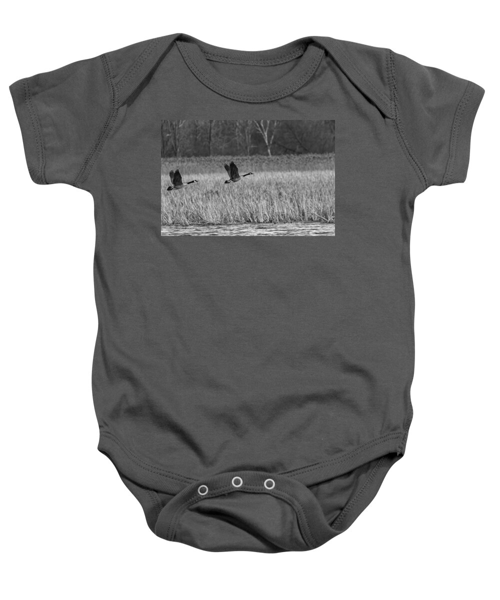 Pair Of Canada Geese Baby Onesie featuring the photograph A Pair of Geese Leaving the Marsh in Black and White by Thomas Young