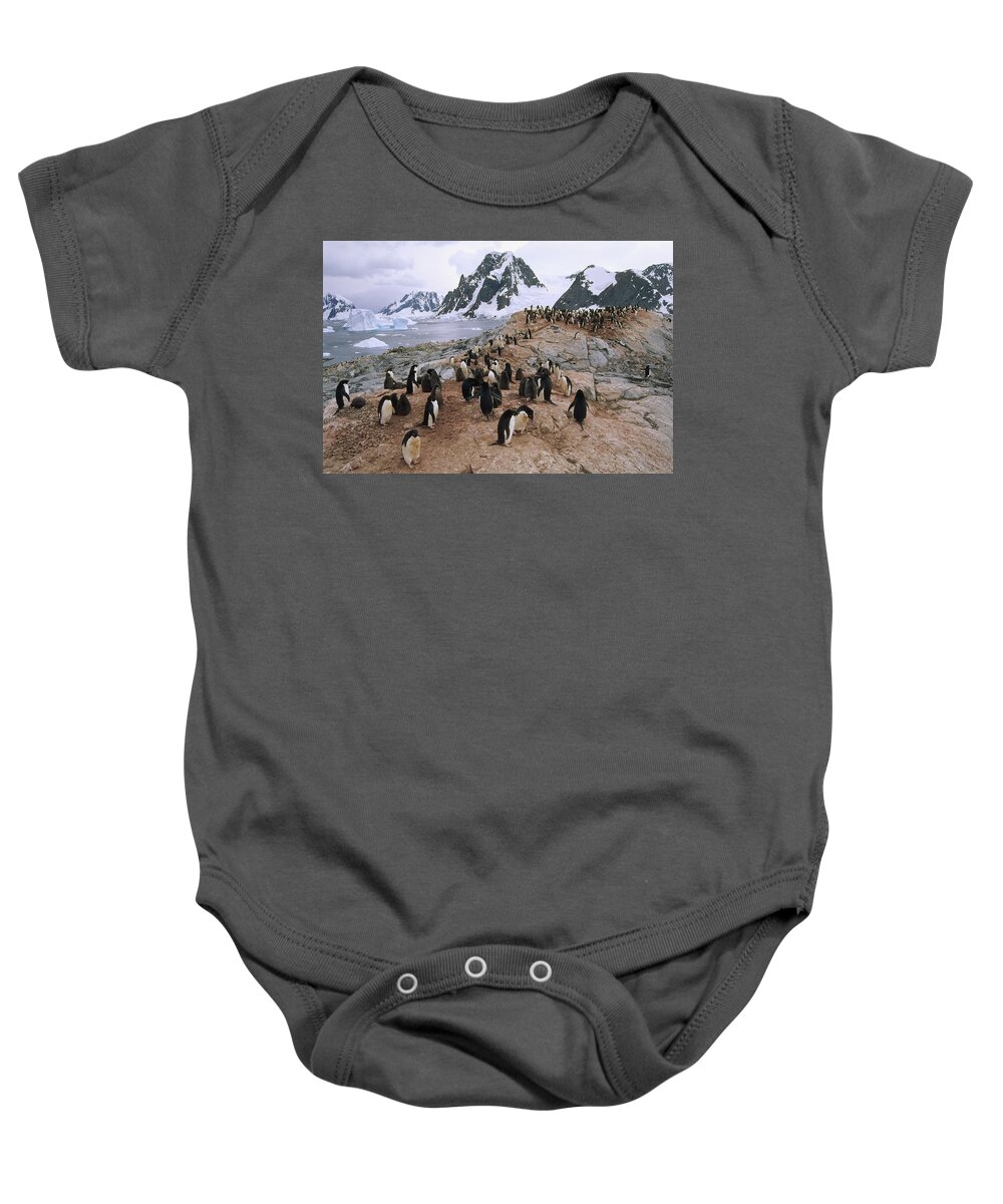 Feb0514 Baby Onesie featuring the photograph Adelie Penguin Rookery Petermann Island by Tui De Roy