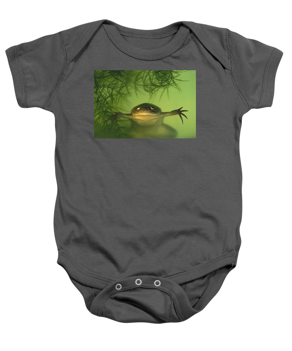 Feb0514 Baby Onesie featuring the photograph African Clawed Frog by Heidi & Hans-Juergen Koch
