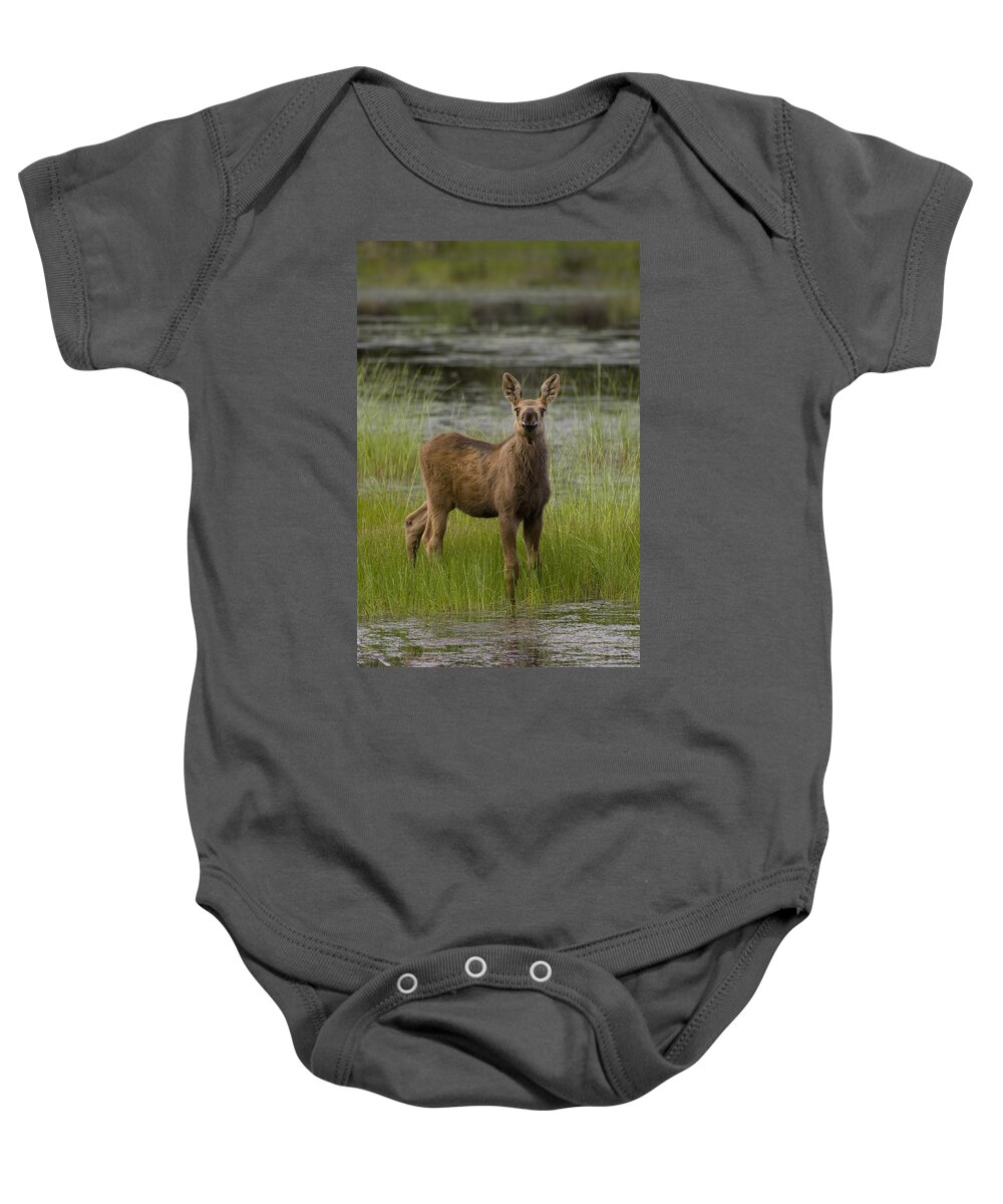 Feb0514 Baby Onesie featuring the photograph Alaska Moose Calf Standing In Marsh by Michael Quinton