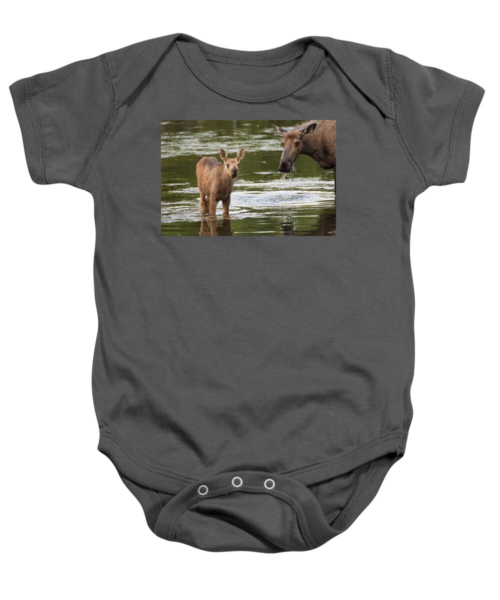530757 Baby Onesie featuring the photograph Alaskan Moose And Calf In Water by Michael Quinton