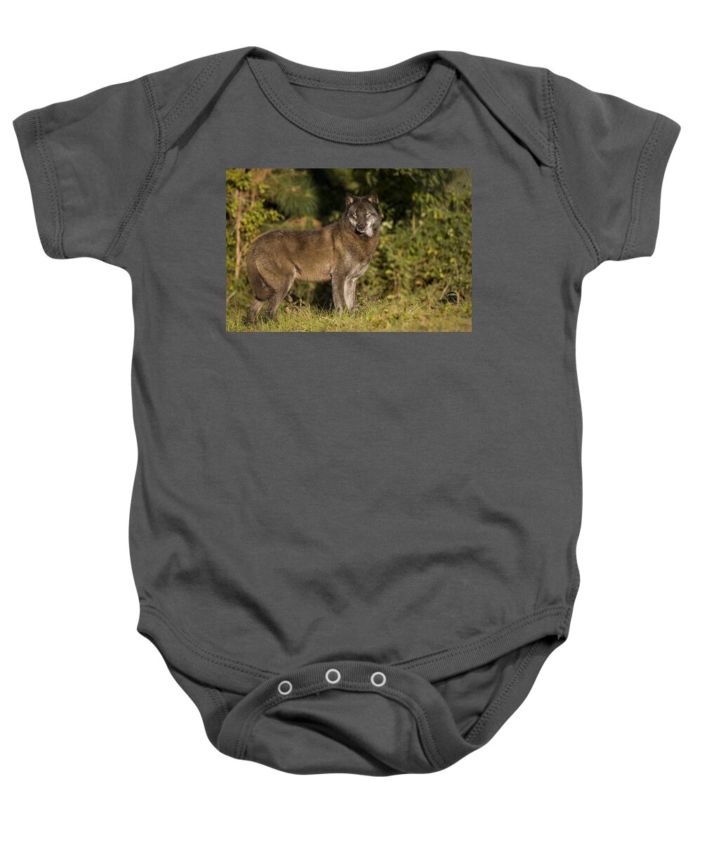 Wolf Baby Onesie featuring the photograph Alpha by Jack Milchanowski