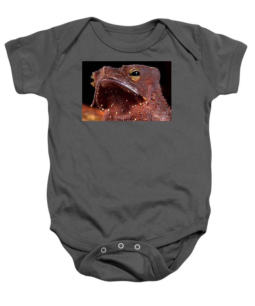 Animal Baby Onesie featuring the photograph Amazonian Leaf Toad by Dante Fenolio