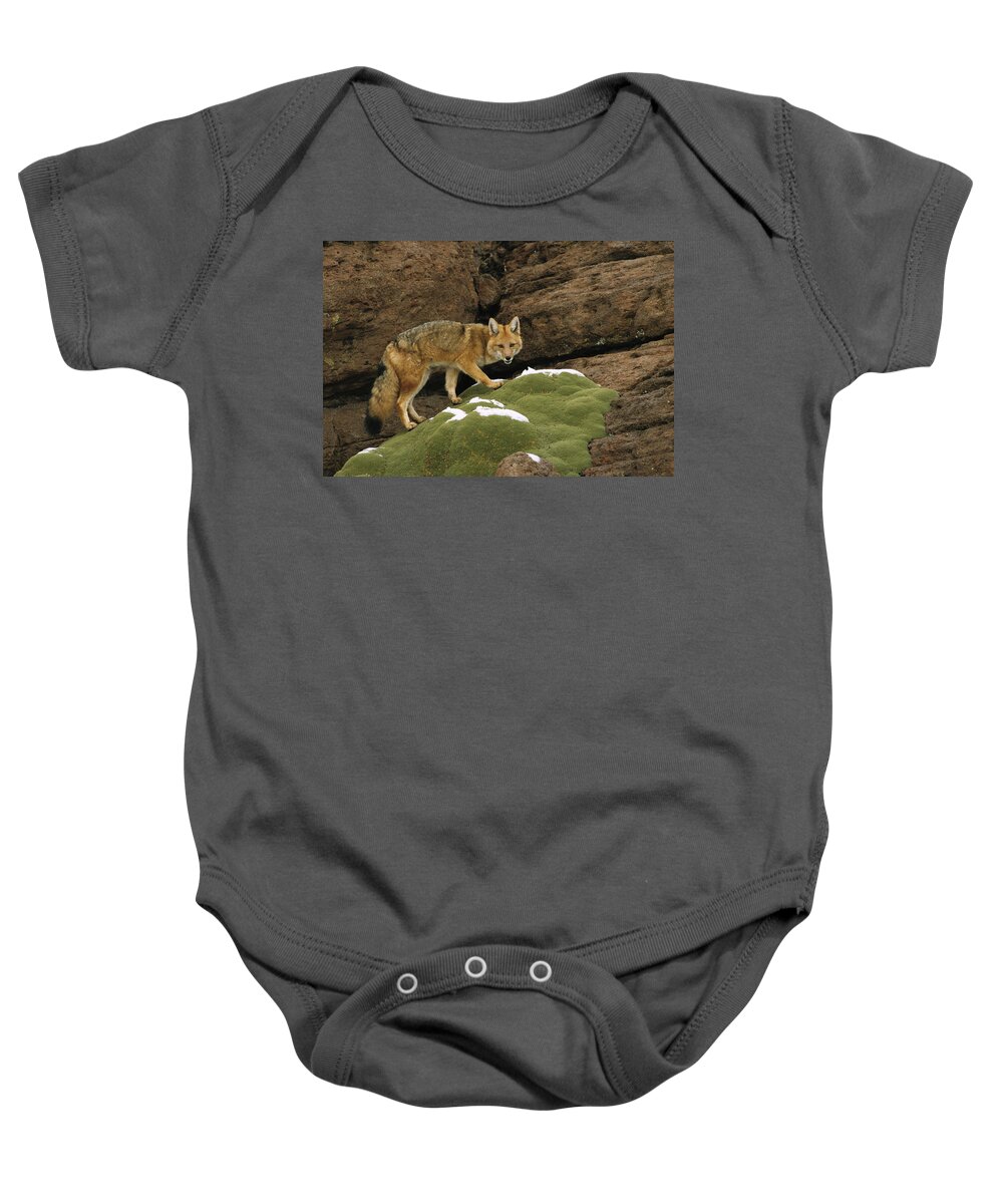 Feb0514 Baby Onesie featuring the photograph Andean Red Fox Altiplano Bolivia by Pete Oxford
