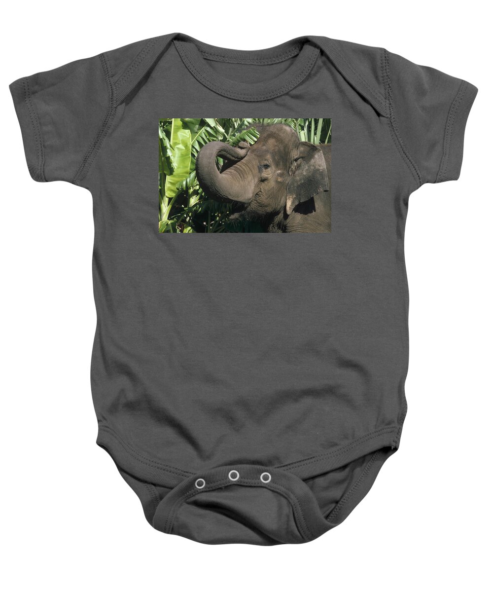 Feb0514 Baby Onesie featuring the photograph Asian Elephant Profile India by Gerry Ellis