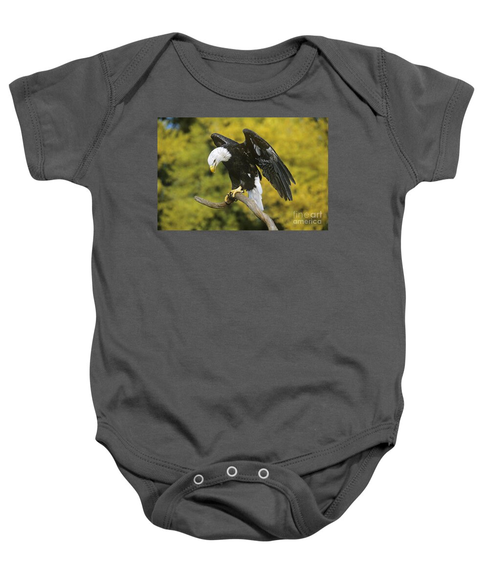 North America Wildlife Baby Onesie featuring the photograph Bald Eagle in Perch Wildlife Rescue by Dave Welling