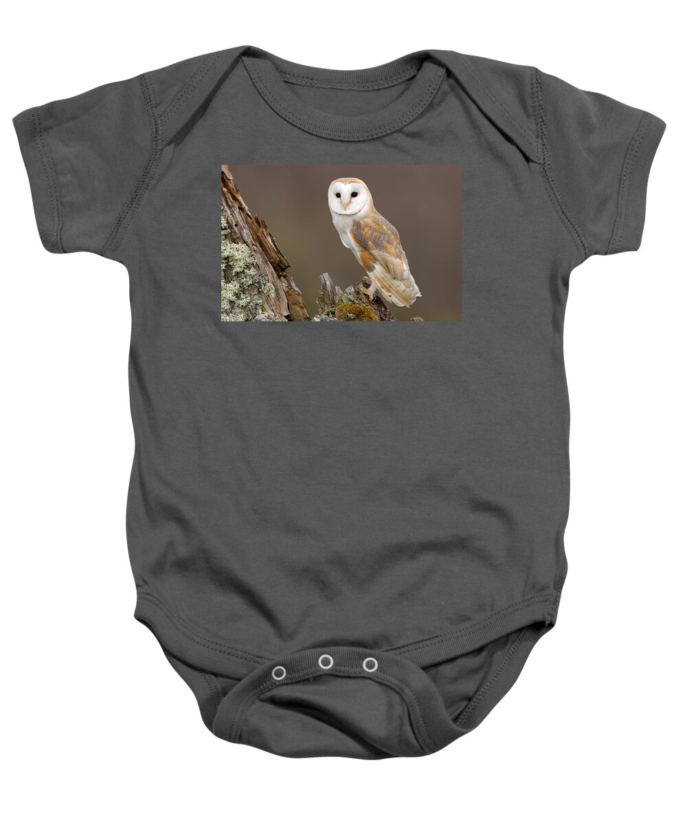 Flpa Baby Onesie featuring the photograph Barn Owl On Mossy Stump Scotland by Malcolm Schuyl