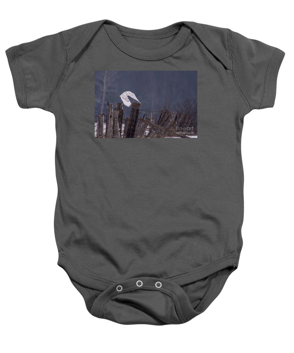 Field Baby Onesie featuring the photograph Beautiful Snowy Owl Flying by Cheryl Baxter
