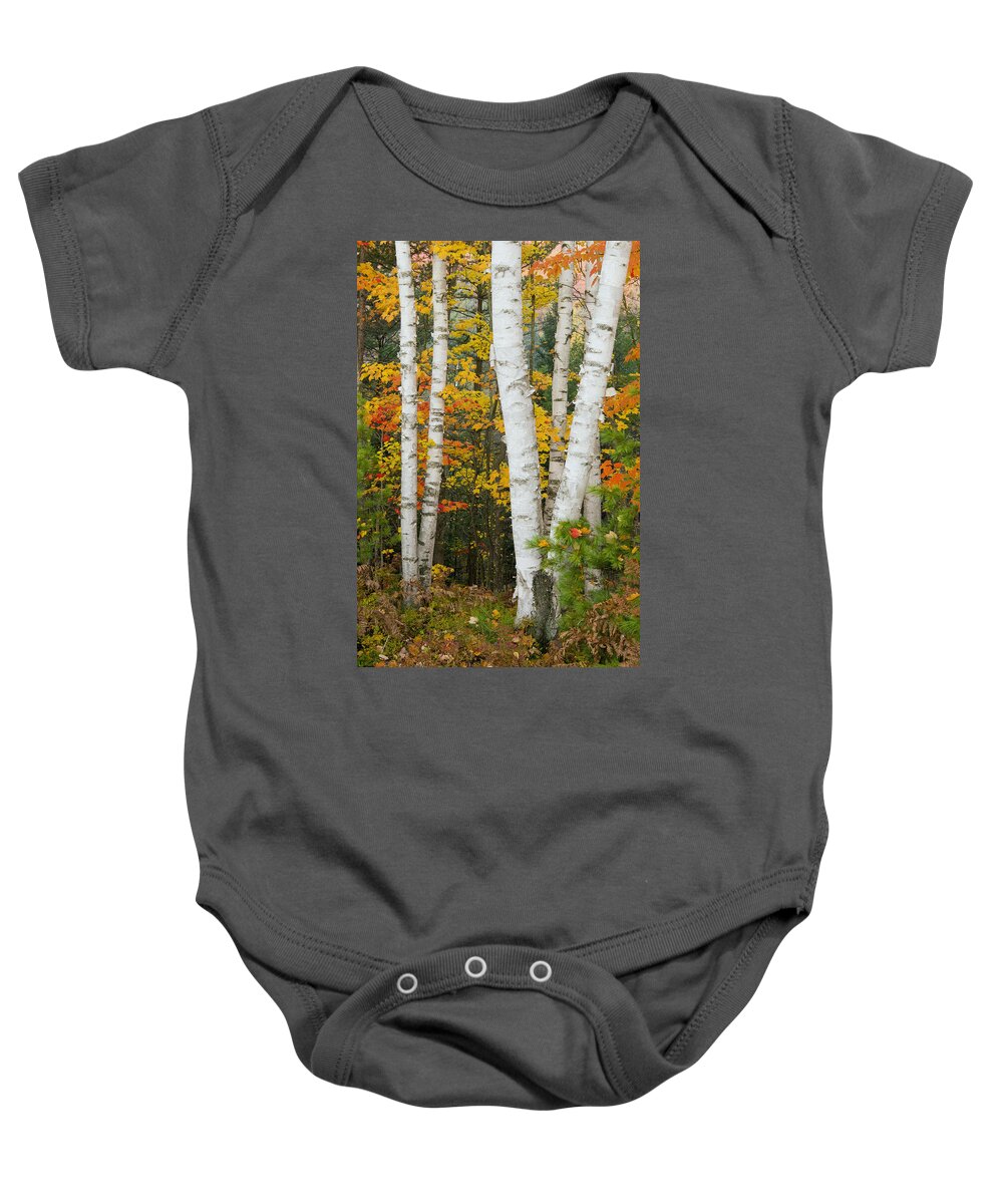 535838 Baby Onesie featuring the photograph Birch Trunks In Autumn Michigan by Steve Gettle