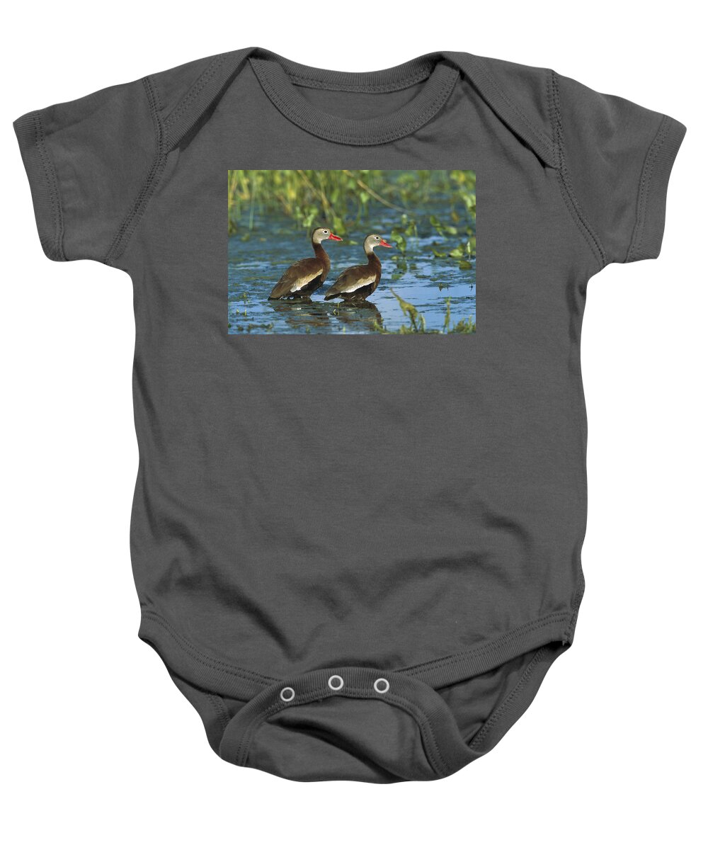 Feb0514 Baby Onesie featuring the photograph Black-bellied Whistling Ducks Wading by Tom Vezo