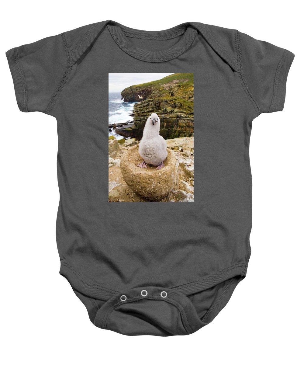 00345511 Baby Onesie featuring the photograph Black-browed Albatross Chick Falklands by 