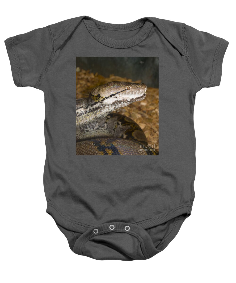 Animals Baby Onesie featuring the photograph Boa Constrictor - Mogo Zoo - Australia by Steven Ralser