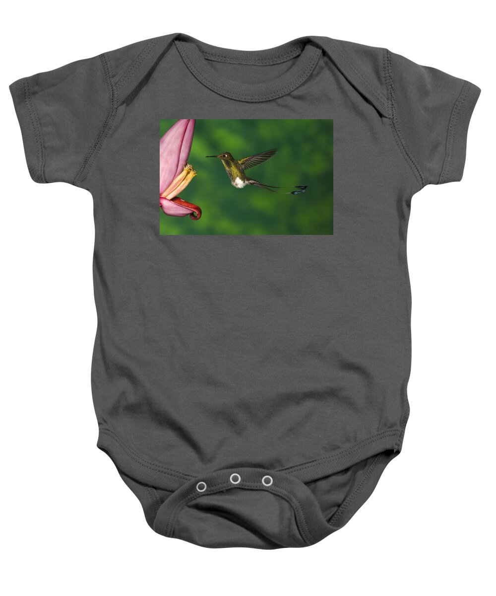 Feb0514 Baby Onesie featuring the photograph Booted Racket-tail Hummingbird Male by Tom Vezo