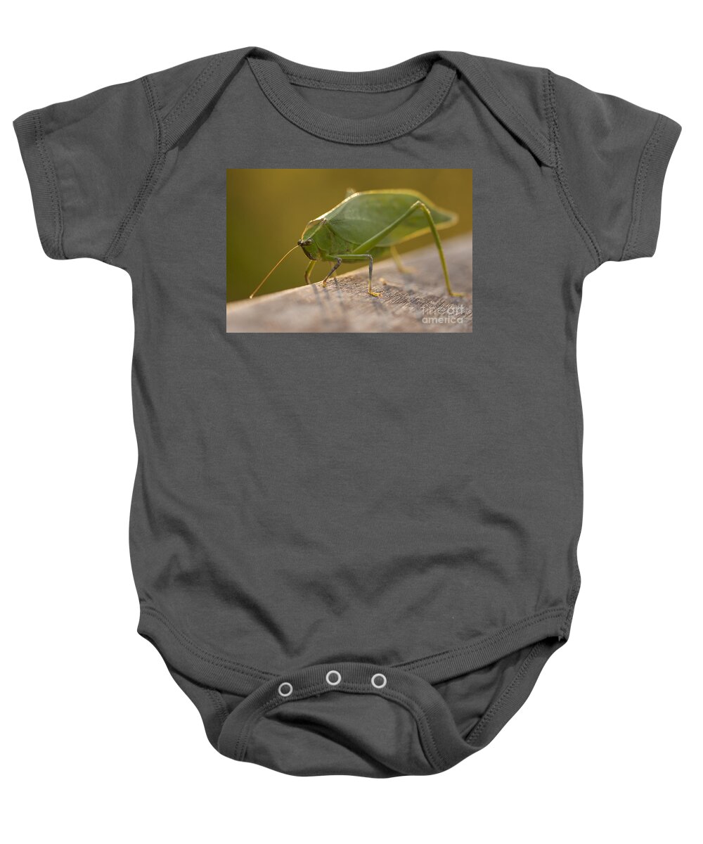 Broad-winged Katydid Baby Onesie featuring the photograph Broad-winged Katydid by Meg Rousher