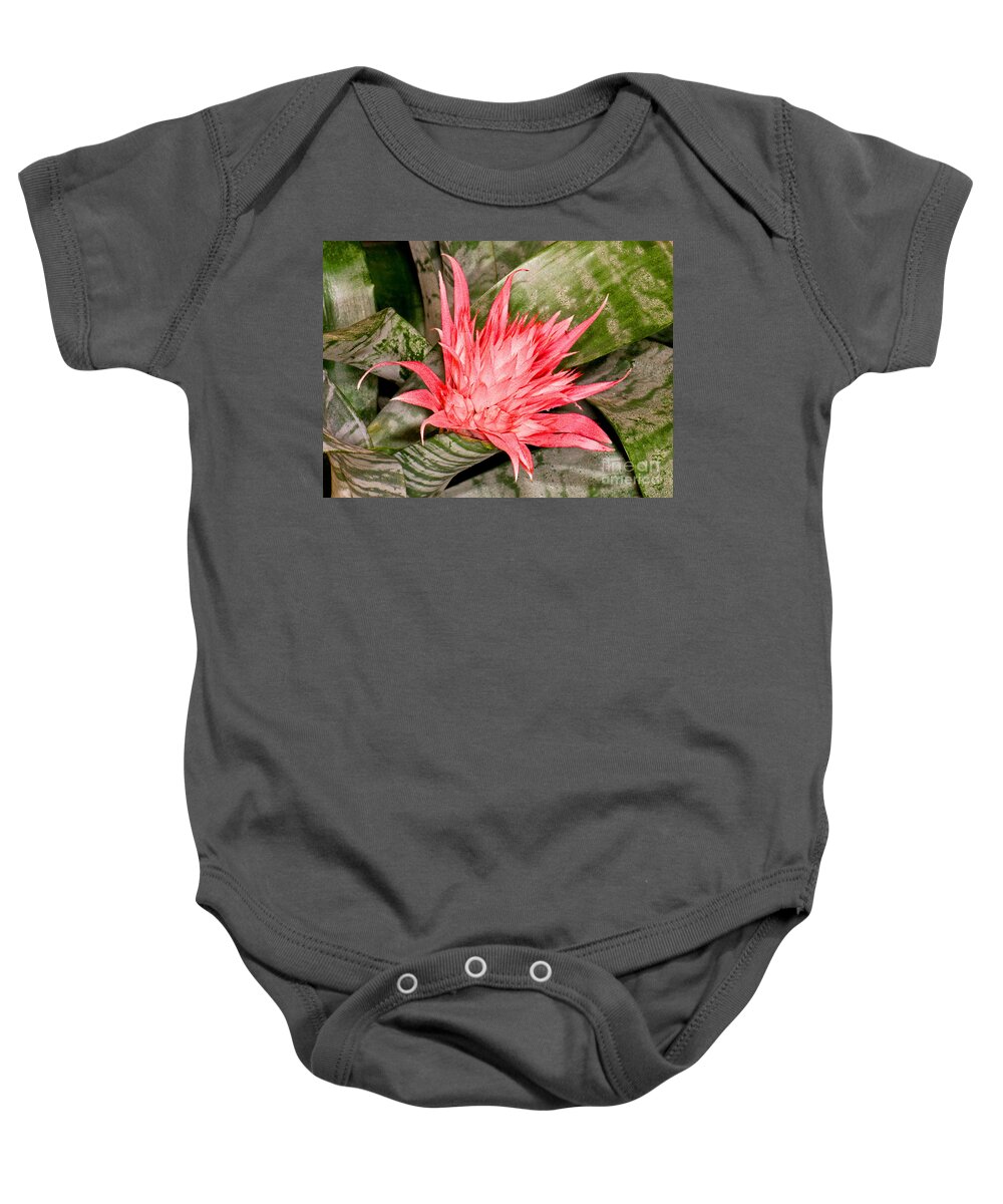 Nature Baby Onesie featuring the photograph Bromeliad Flower Aechmea by Millard H. Sharp
