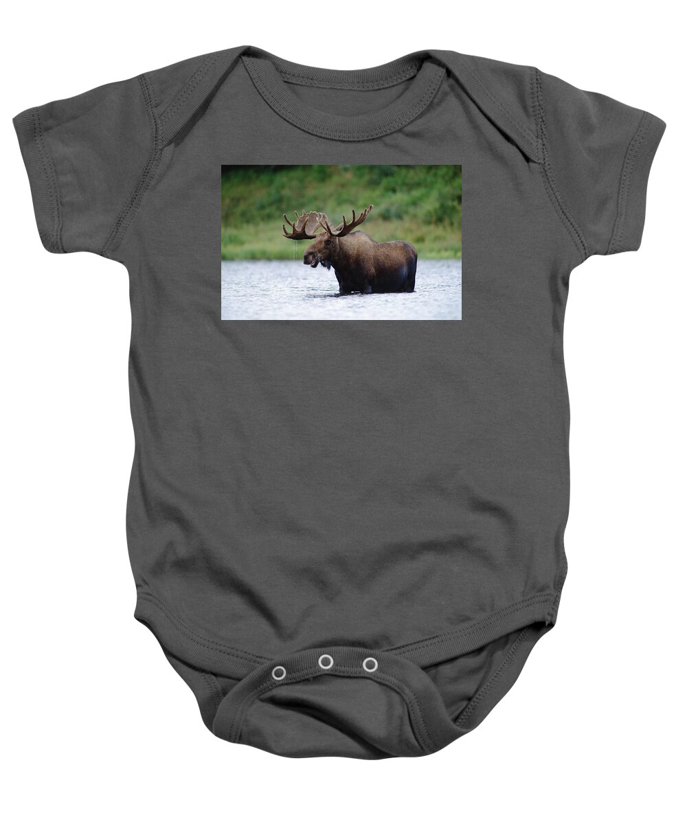 Feb0514 Baby Onesie featuring the photograph Bull Moose Feeding In Lake North America by Tim Fitzharris