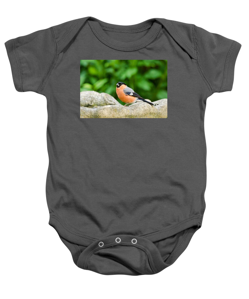Bullfinch Baby Onesie featuring the photograph Bullfinch by Scott Carruthers