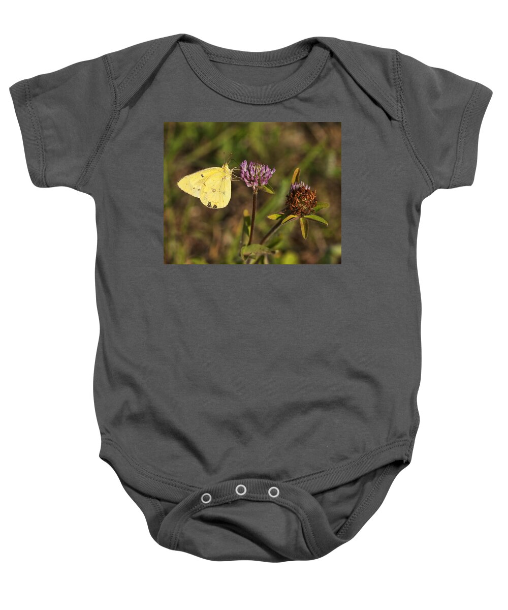 Pieris Rapae Baby Onesie featuring the photograph Cabbage Yellow Butterfly On Pink Clover by Kathy Clark