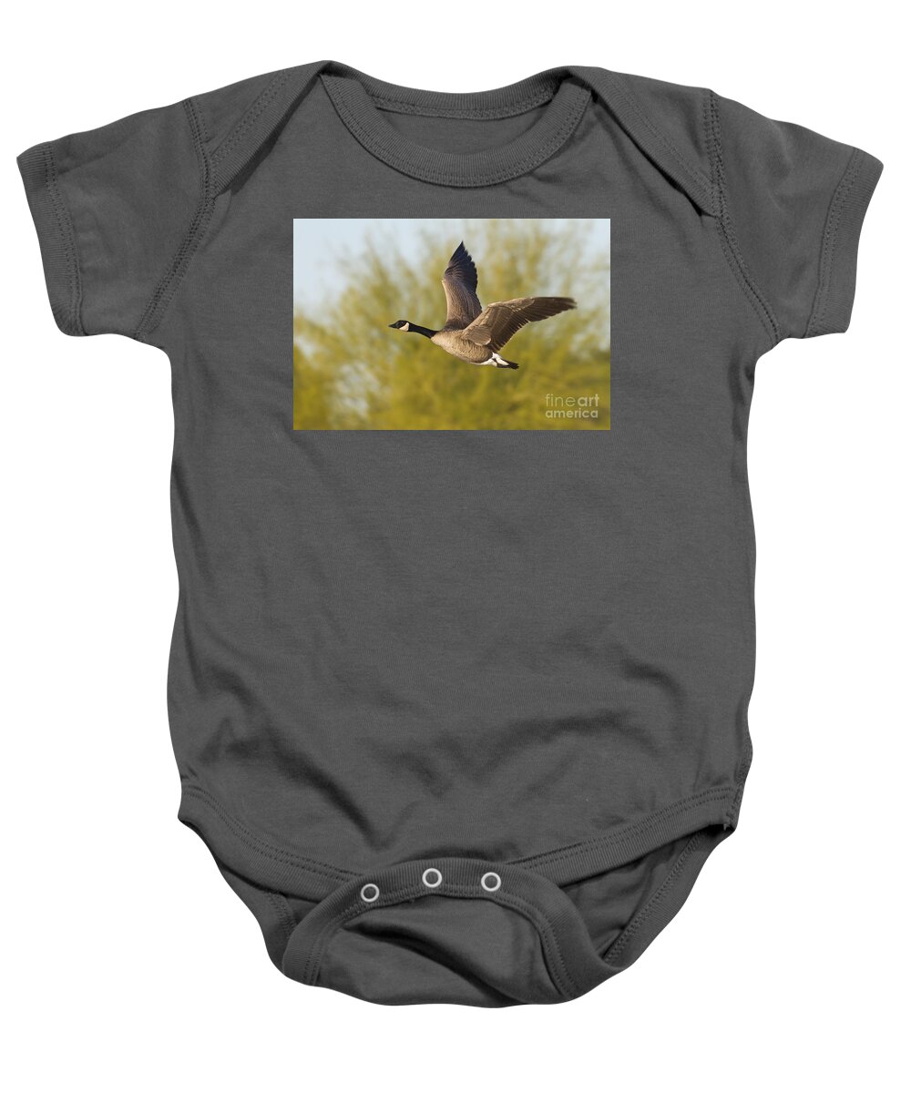 Canada Goose Baby Onesie featuring the photograph Canada goose flying by by Bryan Keil