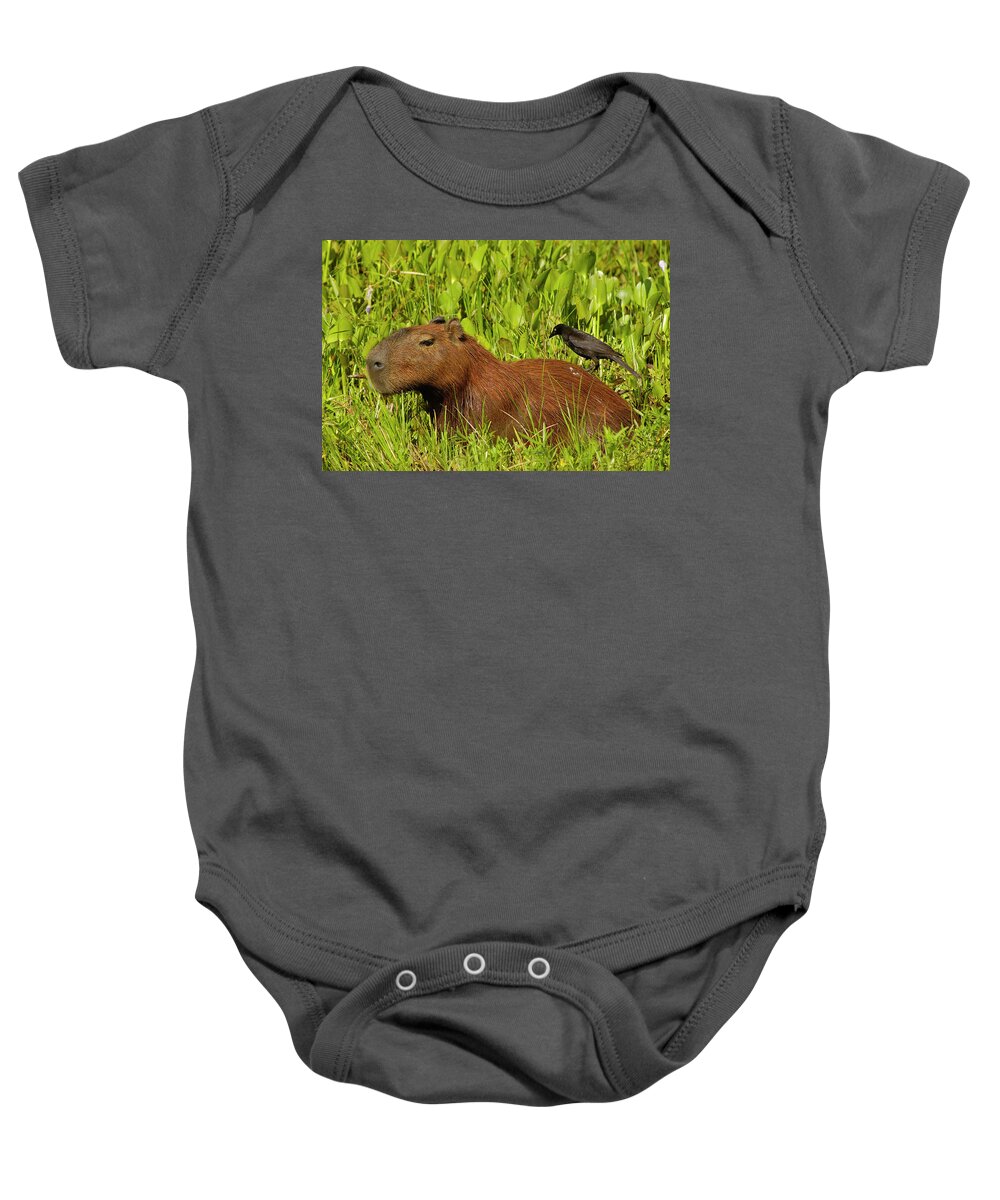 00217428 Baby Onesie featuring the photograph Capybara and Smooth Billed Ani by Pete Oxford