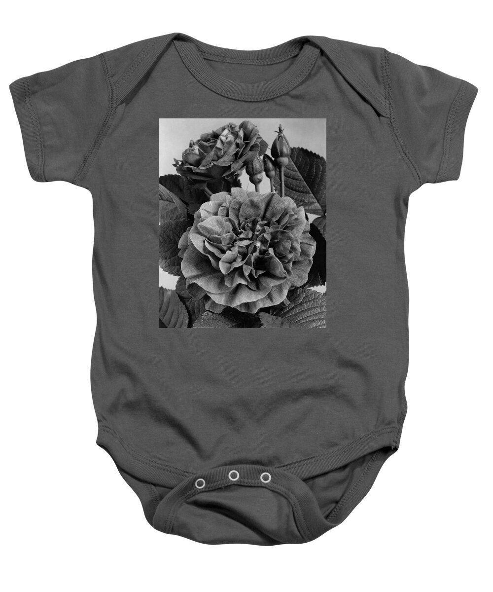 Flowers Baby Onesie featuring the photograph Charles Frederic Worth Rose by J. Horace McFarland