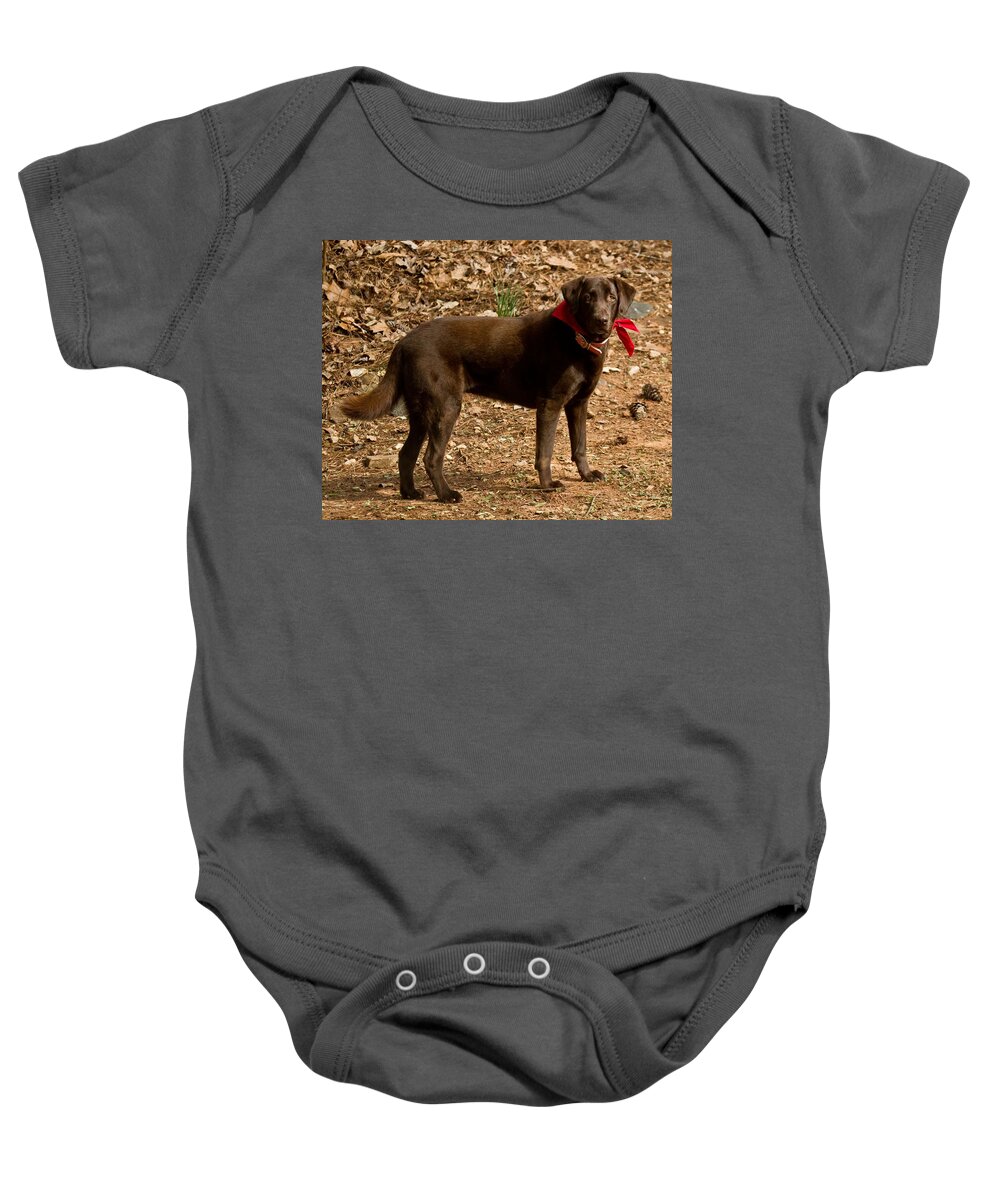 Cocoa Baby Onesie featuring the photograph Chocolate Lab by Robert L Jackson