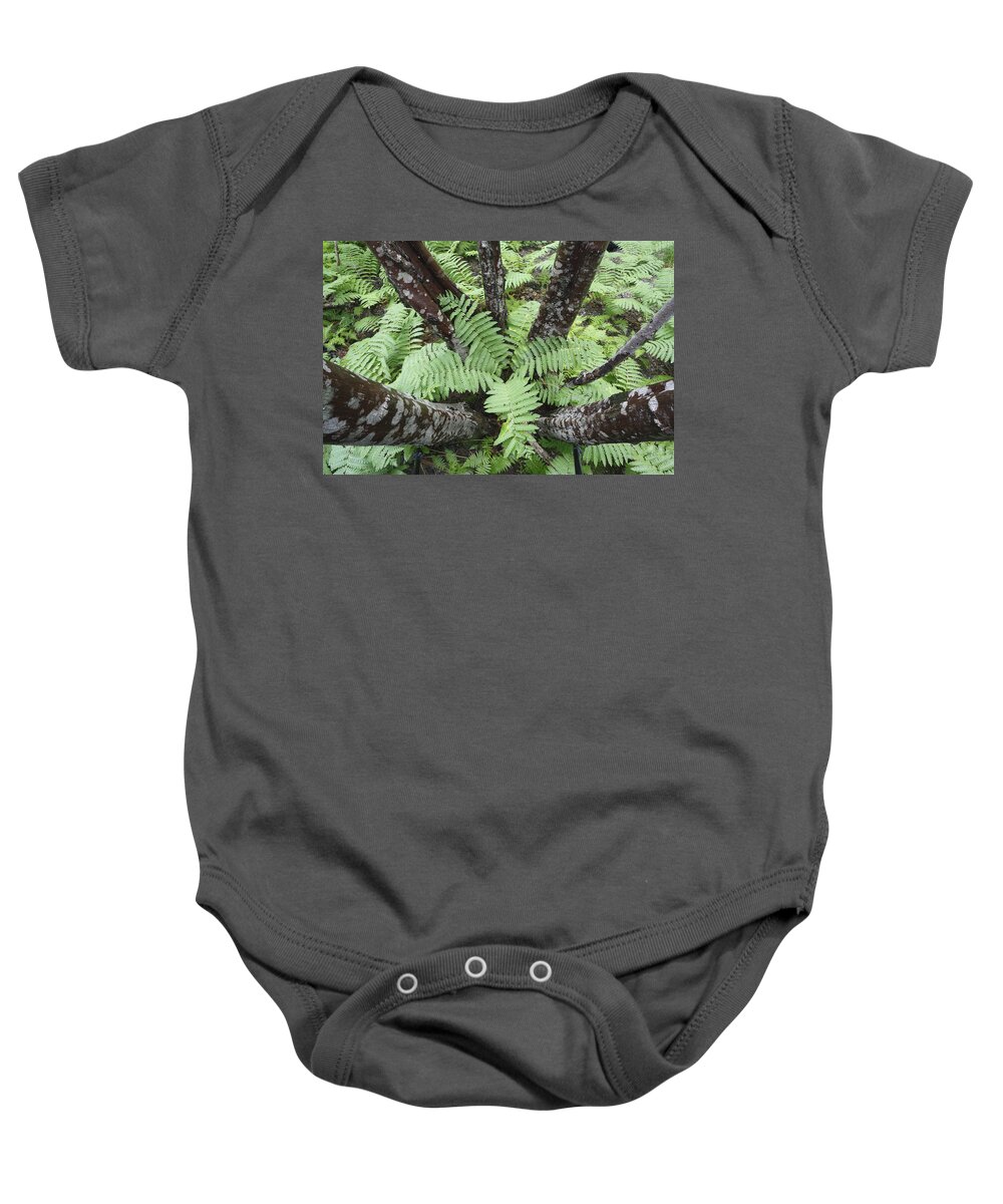 Feb0514 Baby Onesie featuring the photograph Cinnamon Ferns On Forest Floor Canada by Scott Leslie