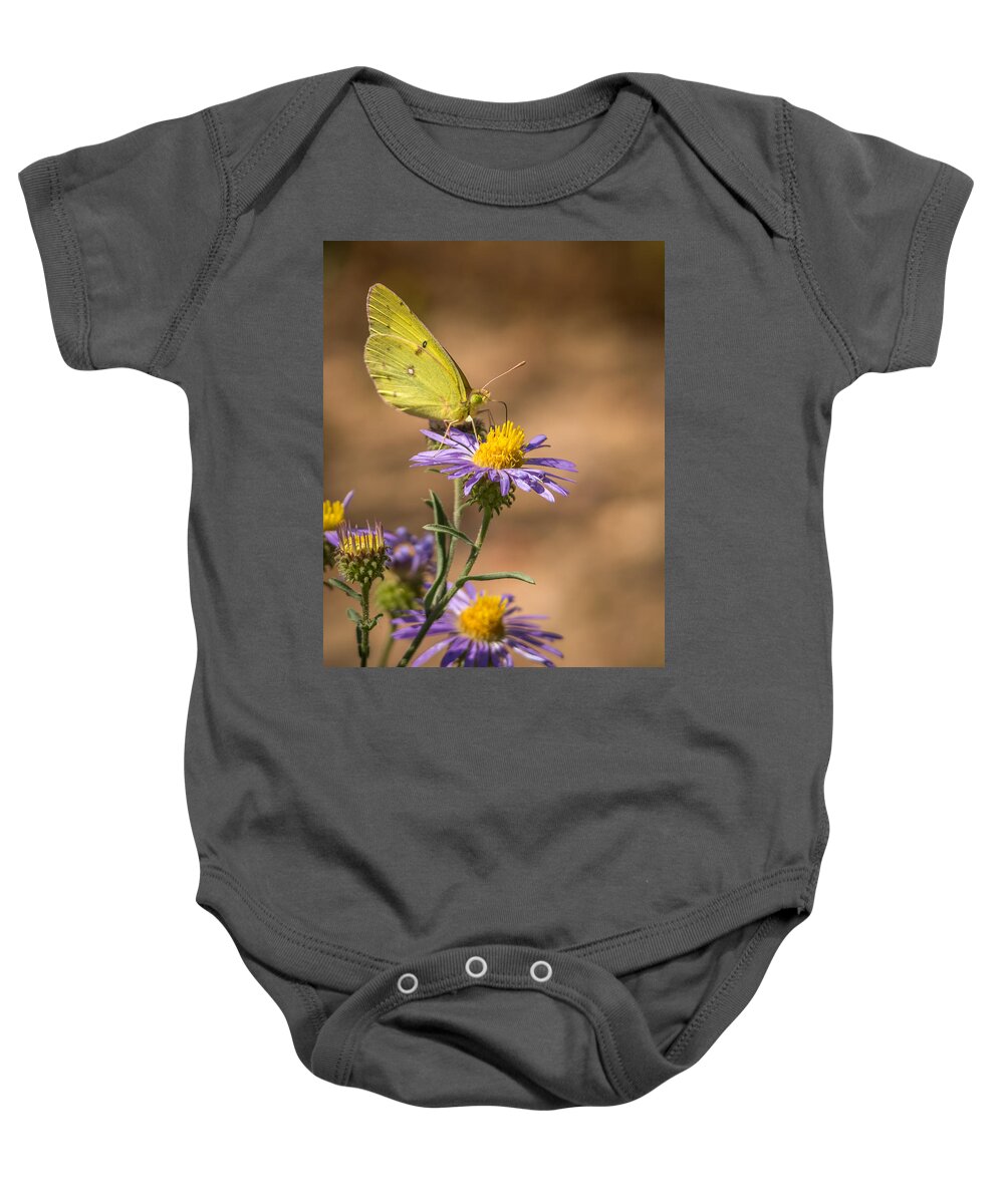 Clouded Sulphur Baby Onesie featuring the photograph Clouded Sulphur Butterfly 3 by Ernest Echols