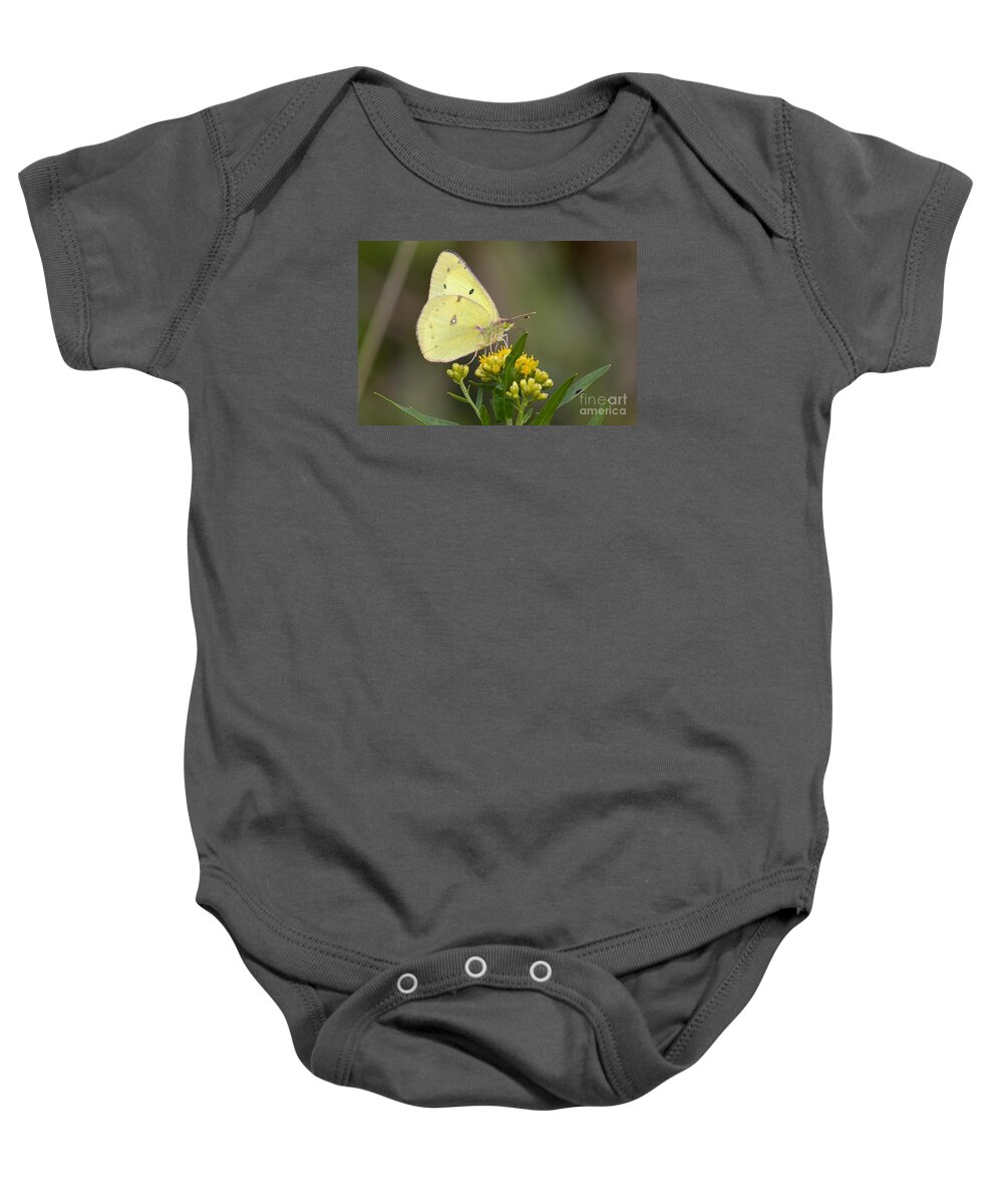 Wildlife Baby Onesie featuring the photograph Clouded Sulphur by Randy Bodkins