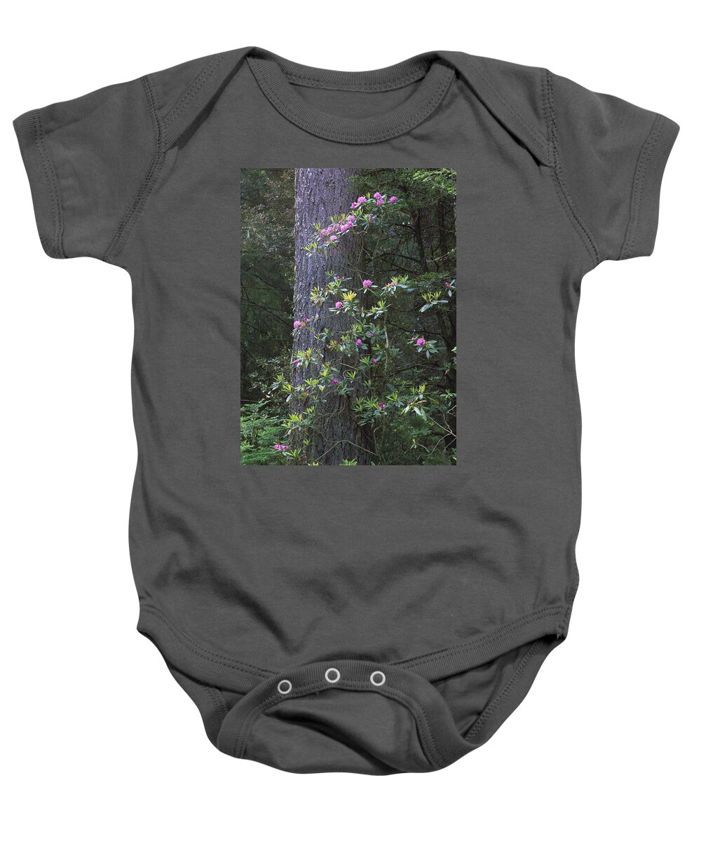 Feb0514 Baby Onesie featuring the photograph Coast Redwood And Rhododendron Redwood by Tim Fitzharris