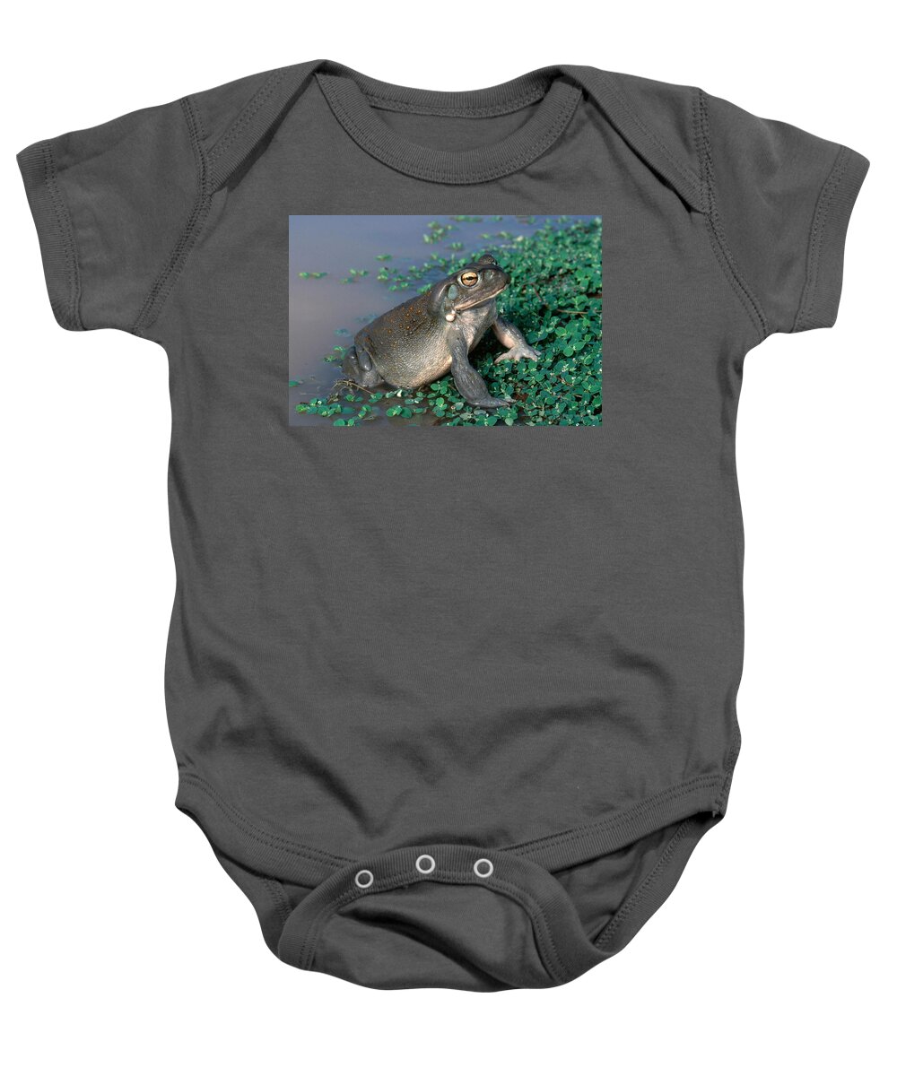 Adult Toad Baby Onesie featuring the photograph Colorado River Toad by Karl H. Switak