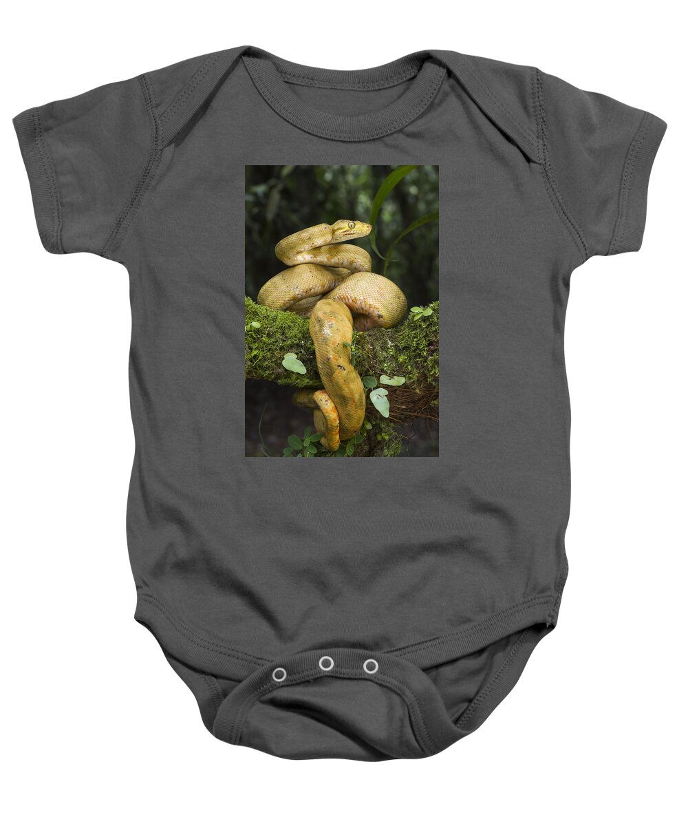 Pete Oxford Baby Onesie featuring the photograph Common Tree Boa -yellow Morph by Pete Oxford