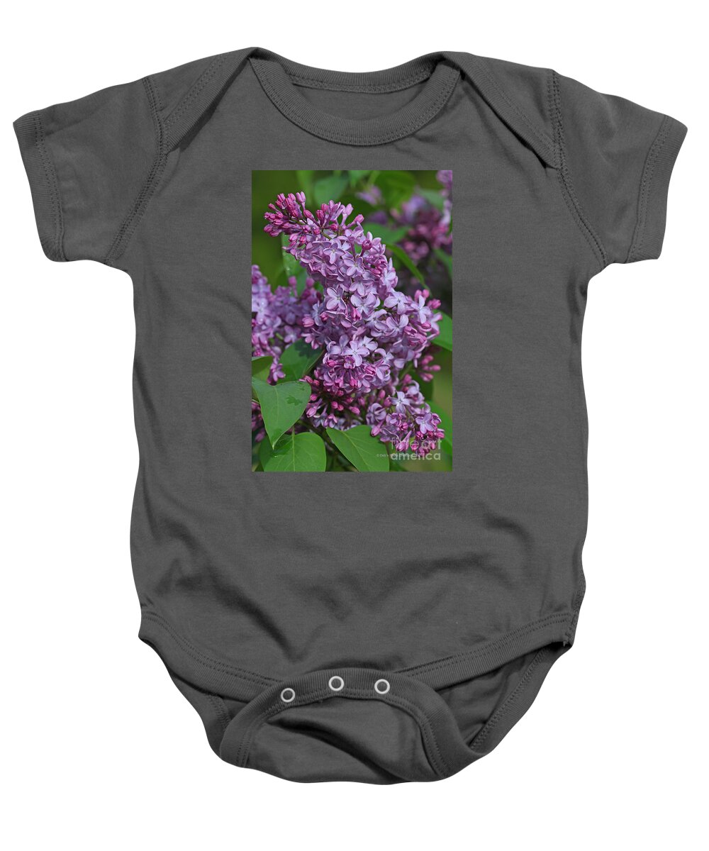 Lilacs Baby Onesie featuring the photograph Dawns Lilacs by Deborah Benoit