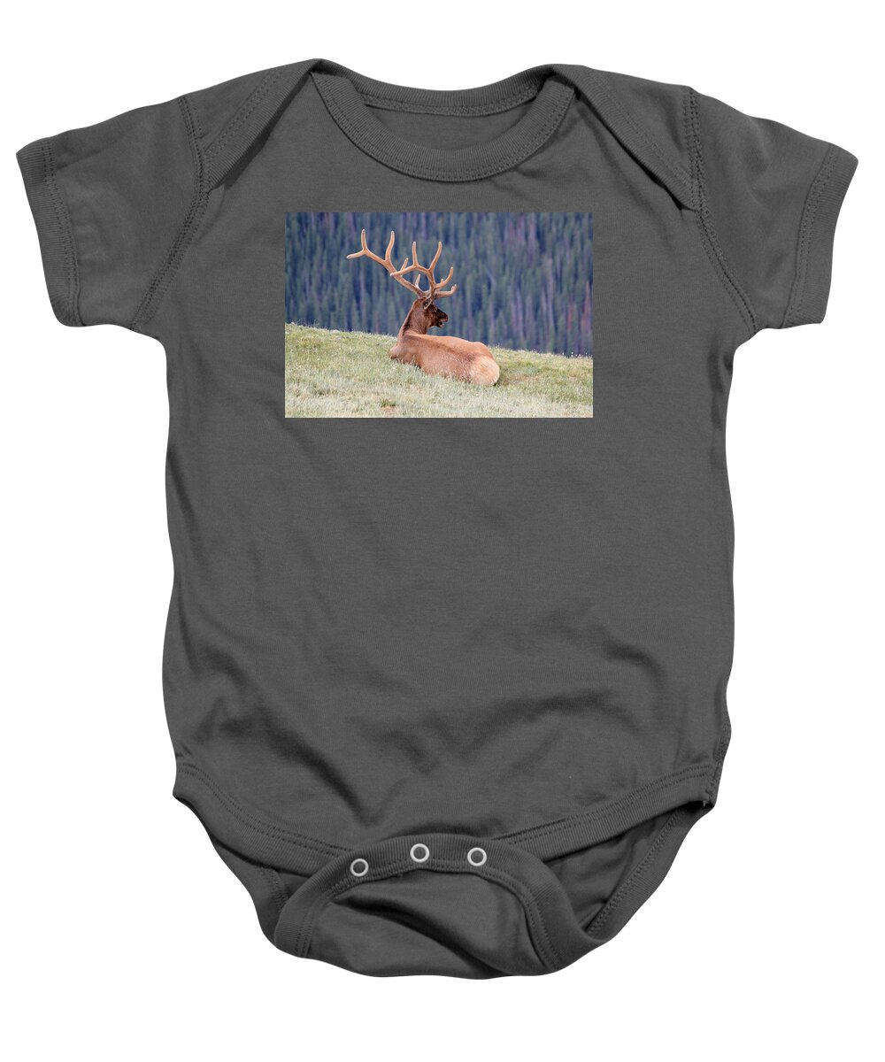 Elk Baby Onesie featuring the photograph Echo by Shane Bechler