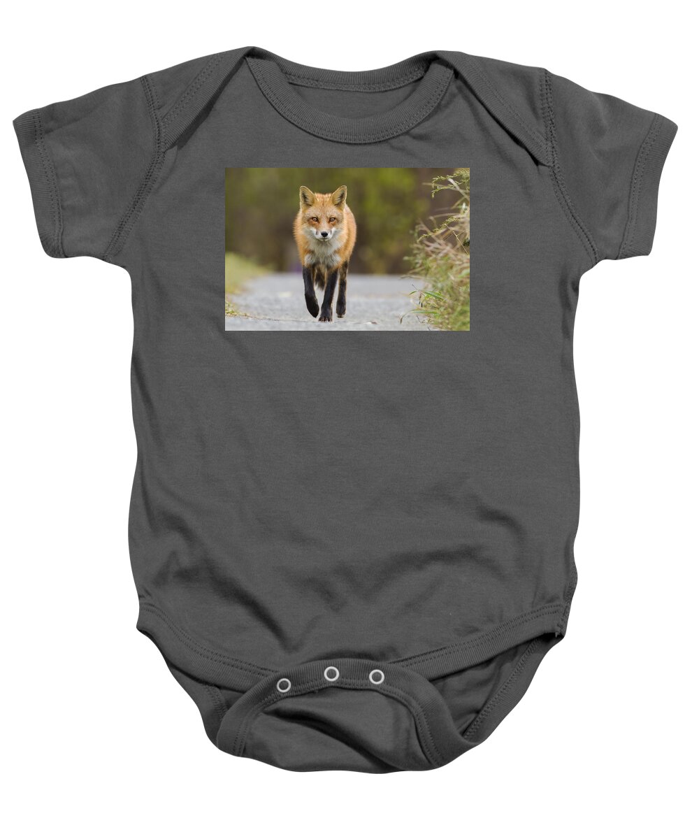 Fox Baby Onesie featuring the photograph Face to Face by Mircea Costina Photography