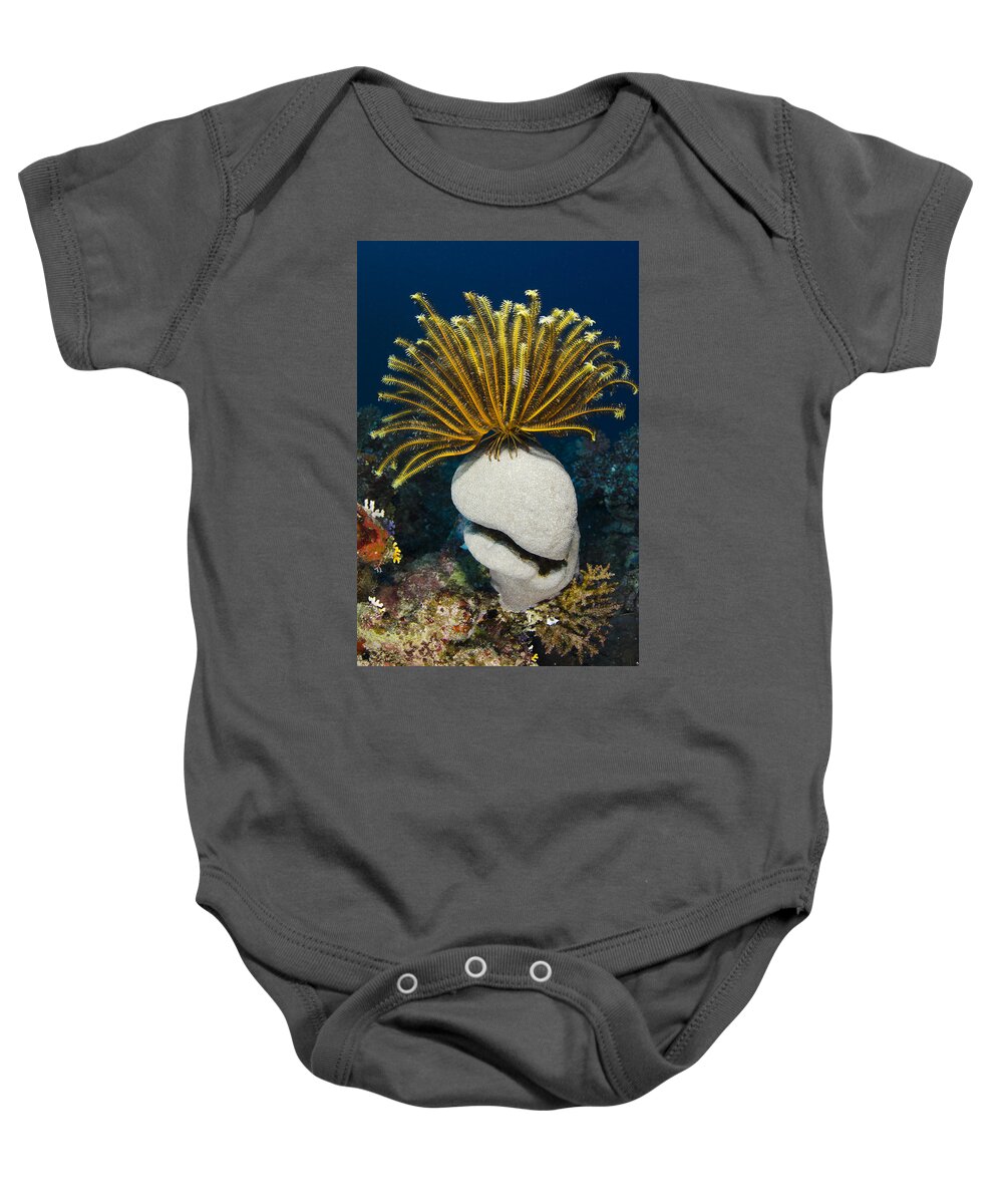 Pete Oxford Baby Onesie featuring the photograph Feather Star On Rainbow Reef Fiji by Pete Oxford