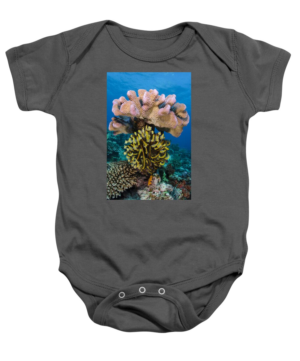 Pete Oxford Baby Onesie featuring the photograph Feather Star Rainbow Reef Fiji by Pete Oxford