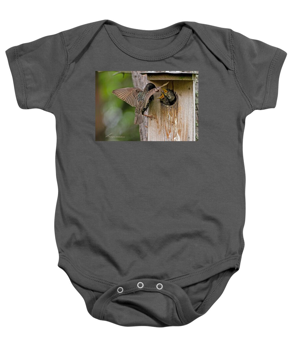 Feeding Starlings Baby Onesie featuring the photograph Feeding Starlings by Torbjorn Swenelius