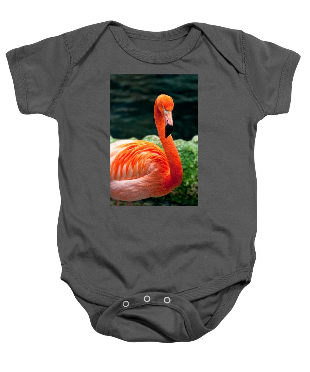 Flamingo Baby Onesie featuring the photograph Flamingo Posing by Joe Ownbey