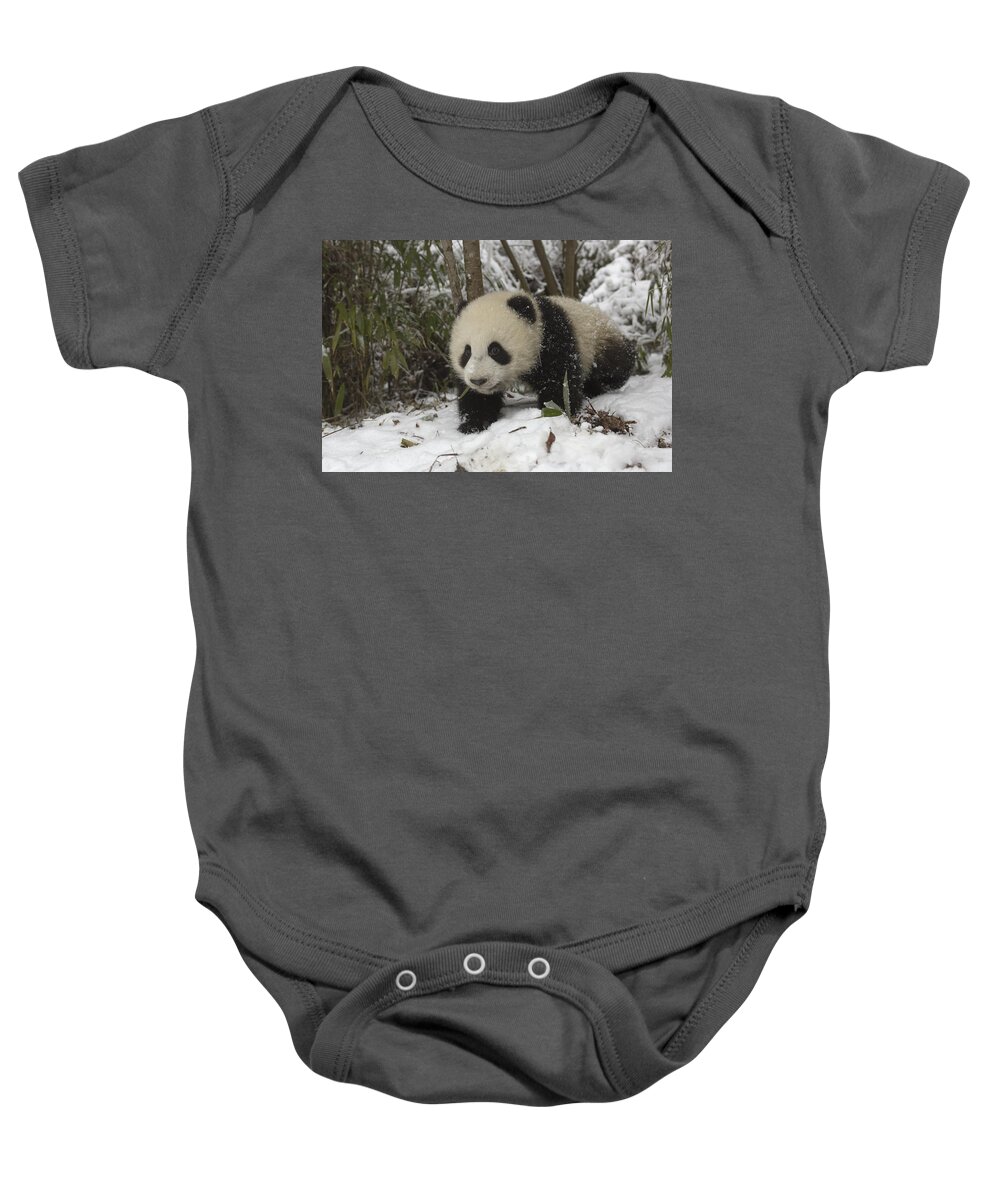 Feb0514 Baby Onesie featuring the photograph Giant Panda Cub In Snow Wolong China by Katherine Feng