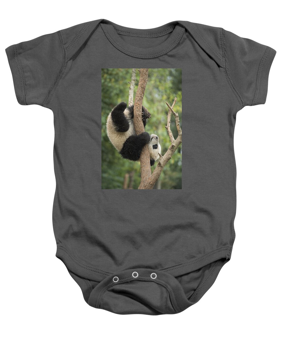 Katherine Feng Baby Onesie featuring the photograph Giant Panda Cub In Tree Chengdu Sichuan by Katherine Feng