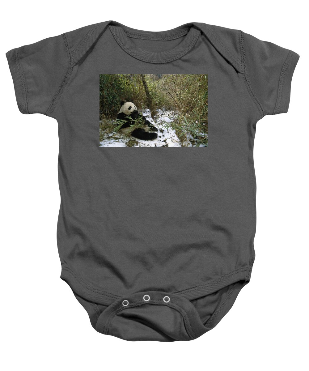 Feb0514 Baby Onesie featuring the photograph Giant Panda Eating Bamboo Wolong China by Pete Oxford