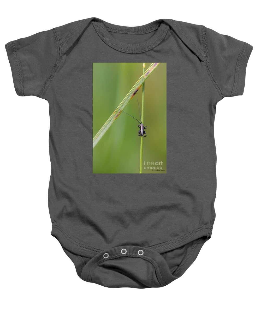Cricket Baby Onesie featuring the photograph Grass climber by Jivko Nakev