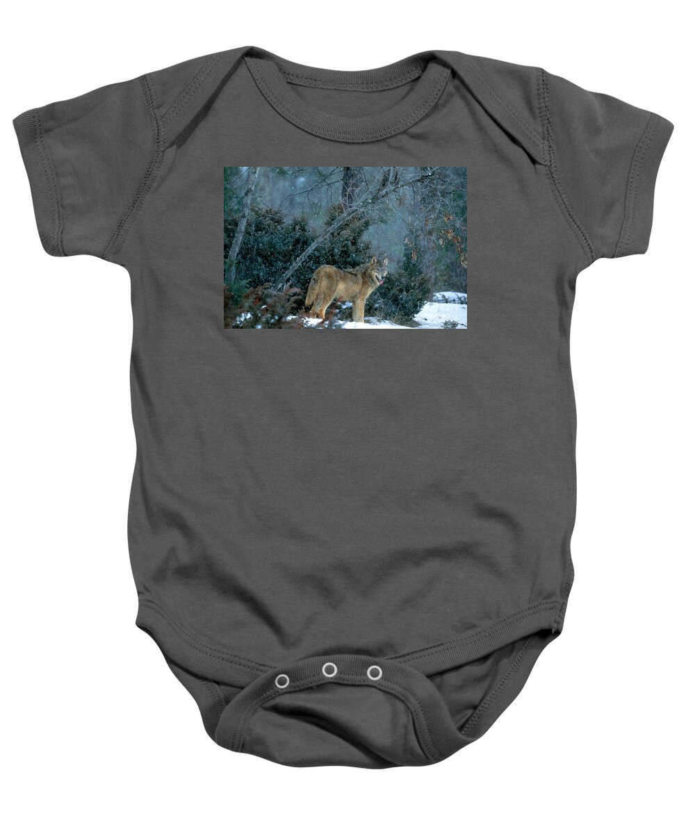 Gray Wolf Baby Onesie featuring the photograph Gray Wolf At Kill by Art Wolfe