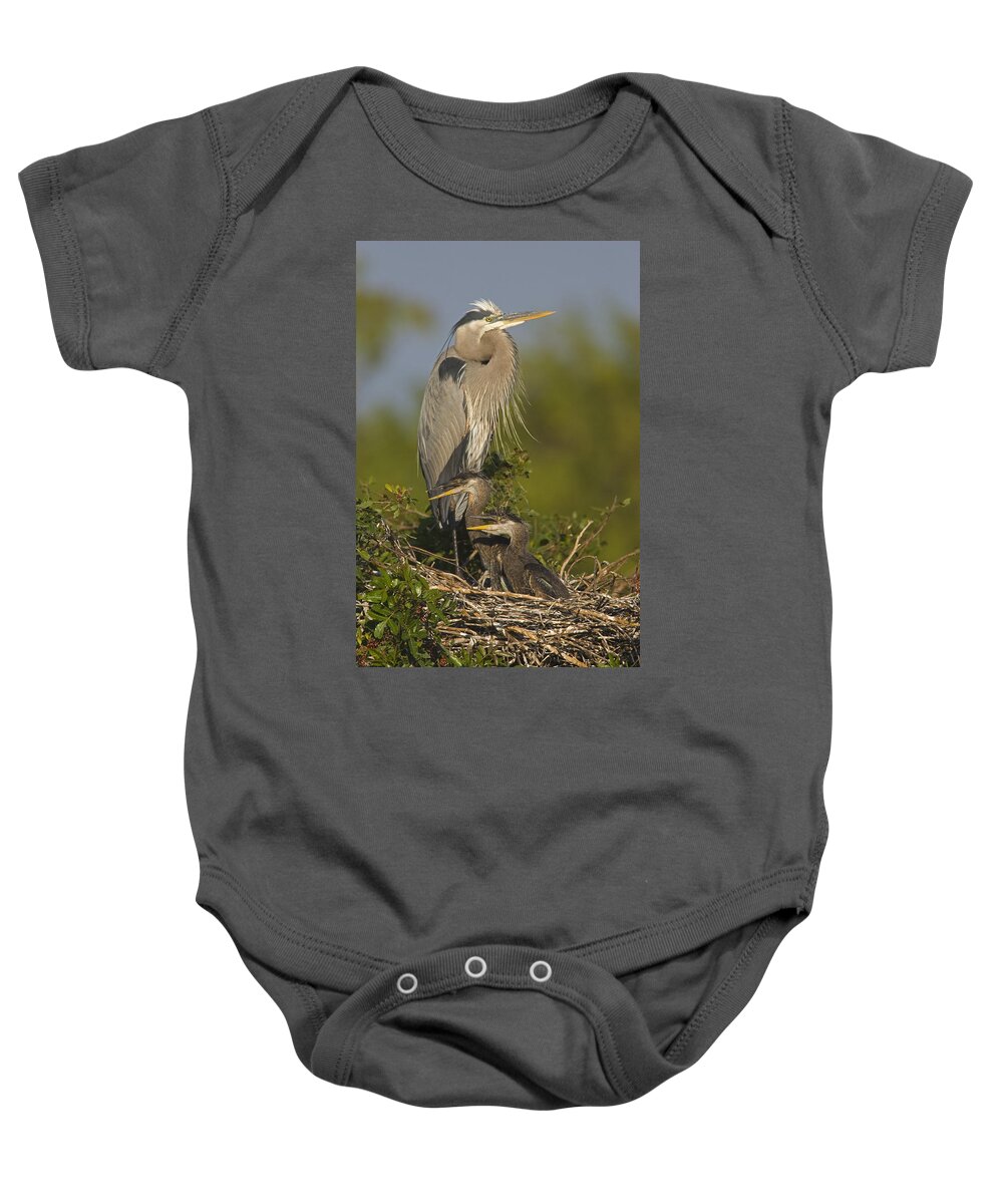 Feb0514 Baby Onesie featuring the photograph Great Blue Heron With Chicks Florida by Tom Vezo
