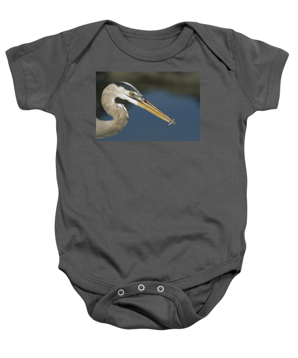 Feb0514 Baby Onesie featuring the photograph Great Blue Heron With Juvenlile Mullet by Tui De Roy