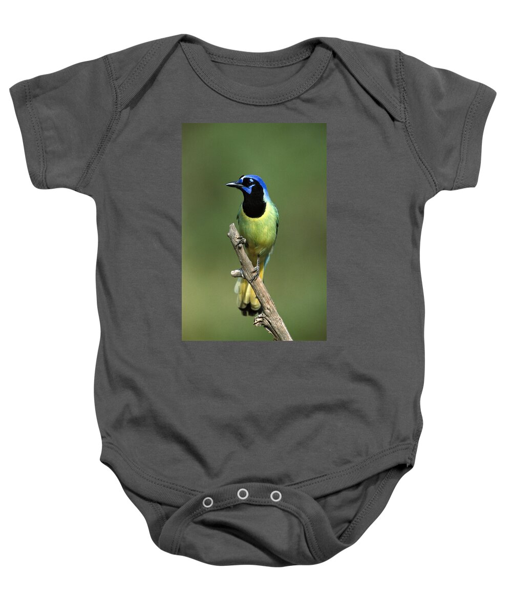 Feb0514 Baby Onesie featuring the photograph Green Jay Rio Grande Valley Texas by Tom Vezo