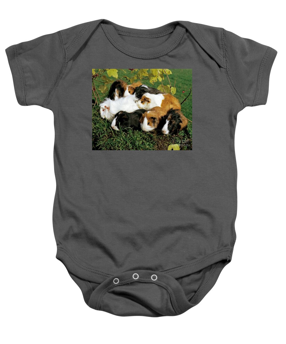 Guinea Pig Baby Onesie featuring the photograph Group Of Guinea Pigs by Hans Reinhard